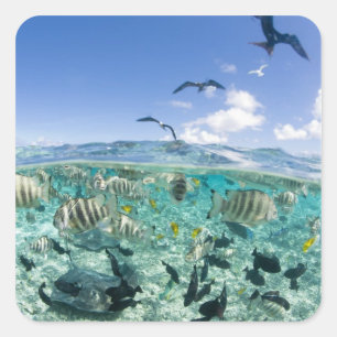 Adesivo Quadrado Viagem de safári pela lagoa com arraias