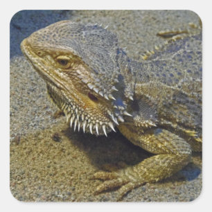 Adesivo Quadrado Vida sob o fogo - dragão farpado