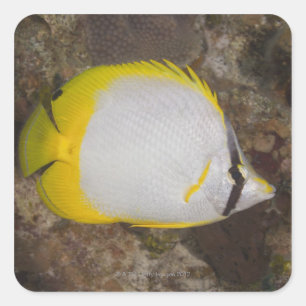 Adesivo Quadrado Vida subaquática, PEIXE: Spotfin colorido