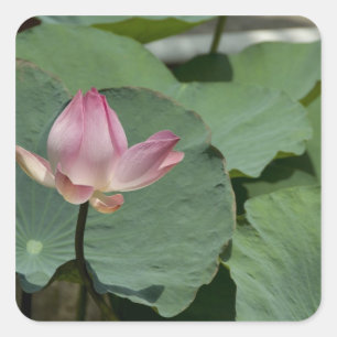 Adesivo Quadrado Vietnã, perto de Saigon) Meu Tho. Vinh Trang 2