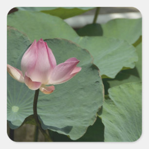 Adesivo Quadrado Vietnã, perto de Saigon) Meu Tho. Vinh Trang 2