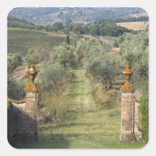 Adesivo Quadrado Vineyards, Toscana, Itália