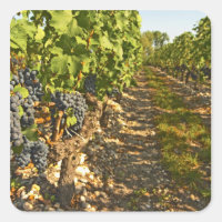 Vinhas Cabernet Sauvignon seguidas