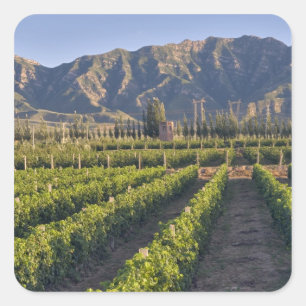 Adesivo Quadrado Vinhas de Cabernet Sauvignon em Huailai Rongchen