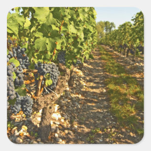 Adesivo Quadrado Vinhas de Cabernet Sauvignon em uma fileira na