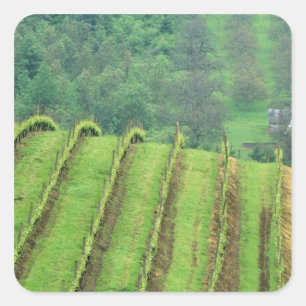 Adesivo Quadrado Vinhas de uva perto de Newberg Oregon