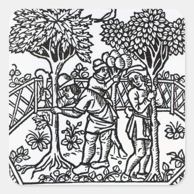 Adesivo Quadrado Vinhas Em Tensão (Frente)