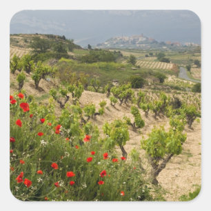 Adesivo Quadrado Vinhas perto de Laguardia, capital de La Rioja