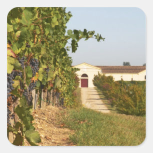 Adesivo Quadrado Vinhas, videiras petit verdot e a adega em