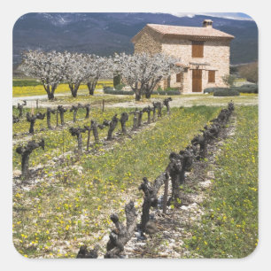 Adesivo Quadrado Vinhedo dormente, flores de fruto, casa de pedra,