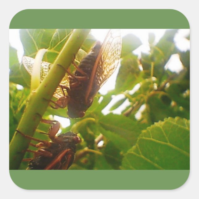 Adesivo Quadrado Vinheta brilhante Quadrada do País de Bloqueio (Frente)