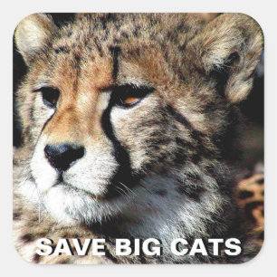 Adesivo Quadrado Vinheta Chita