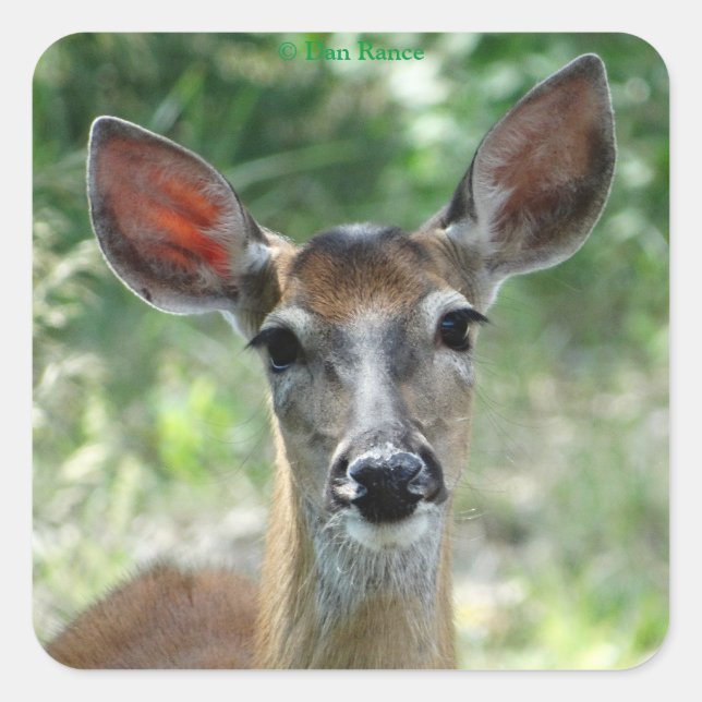 Adesivo Quadrado Vinheta-colante de cervo de cauda branca D33 (Frente)