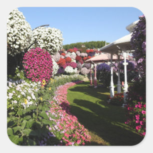 Adesivo Quadrado Vinheta com Petunias Garden