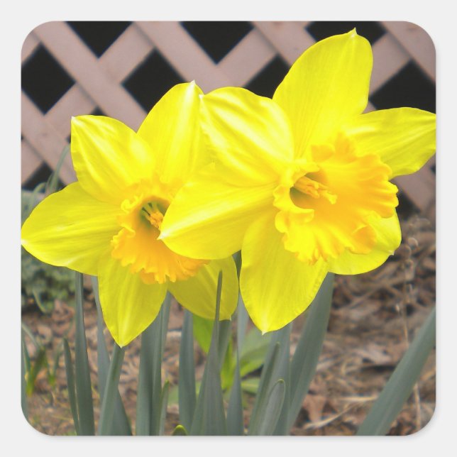 Adesivo Quadrado Vinheta Daffodils Amarela (Frente)