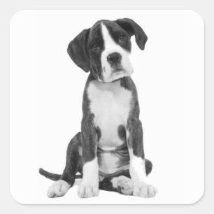 Adesivo Quadrado Vinheta de Boxpy Dog