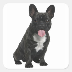 Adesivo Quadrado Vinheta de cachorro-do-mato-preto/Selos