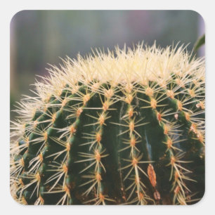 Adesivo Quadrado Vinheta de Cactus