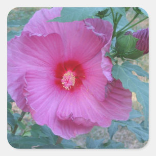 Adesivo Quadrado Vinheta de Flor de Hibiscus