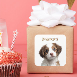 Adesivo Quadrado Vinheta de Fotografias de Cachorro Personalizado