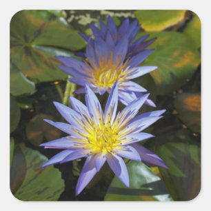 Adesivo Quadrado Vinheta de lírios