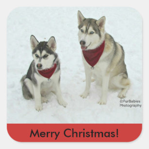 Adesivo Quadrado Vinheta de Natal Siberian Husky