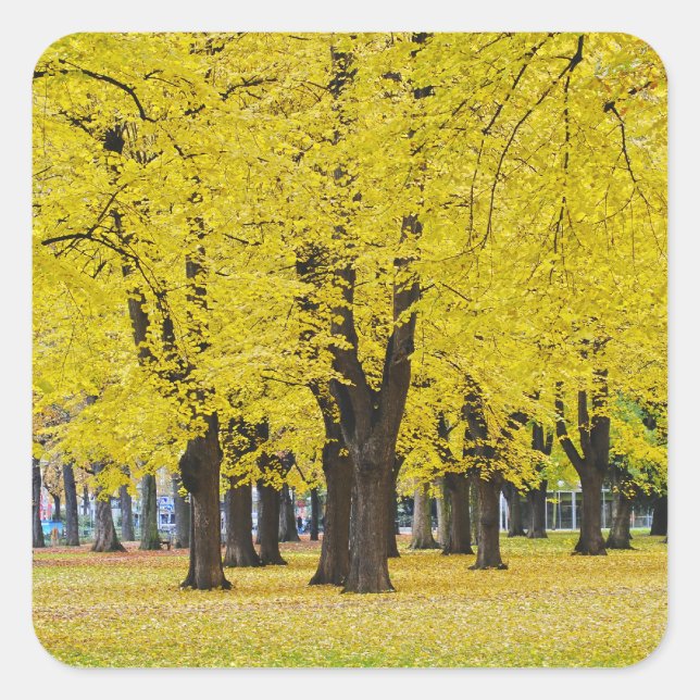 Adesivo Quadrado Vinheta de outono (Frente)