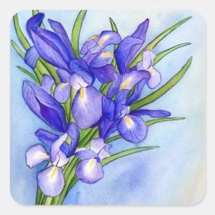 Adesivo Quadrado Vinheta de pintura da ventoinha do Buquê Iris