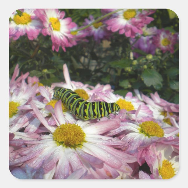 Adesivo Quadrado Vinheta de Rolamento de Caterpilares (Frente)