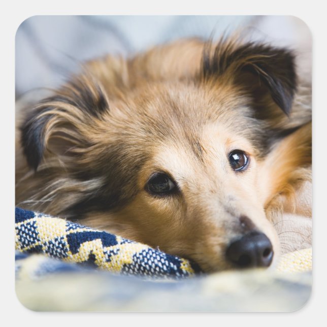 Adesivo Quadrado Vinheta de Sheltie (Frente)