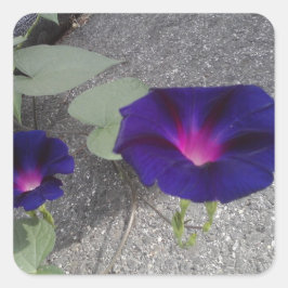 Adesivo Quadrado Vinheta Floral Brilhante Quadrada