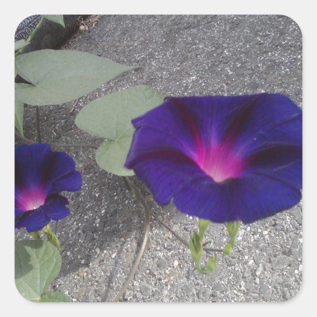 Adesivo Quadrado Vinheta Floral Brilhante Quadrada (Frente)