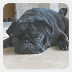 Adesivo Quadrado Vinheta Fotográfica de Pug Preto-Cachorro Escuro