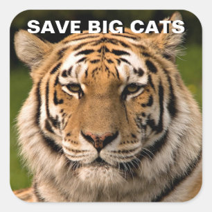 Adesivo Quadrado Vinheta Portrait Sumatran Tiger