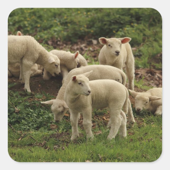 Adesivo Quadrado Vinheta quadrada (Frente)