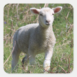 Adesivo Quadrado Vinheta quadrada