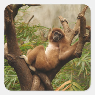 Adesivo Quadrado Vinheta quadrada de macaco