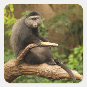 Adesivo Quadrado Vinheta quadrada de macaco