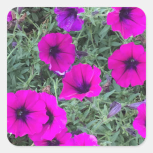 Adesivo Quadrado Vinheta-Vinheta Rosa Petunia