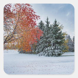 Adesivo Quadrado Vinhetas