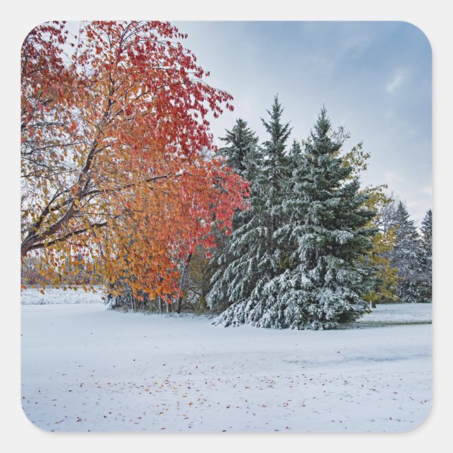 Adesivo Quadrado Vinhetas (Frente)