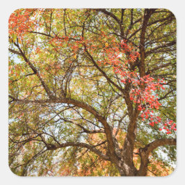 Adesivo Quadrado Vinhetas