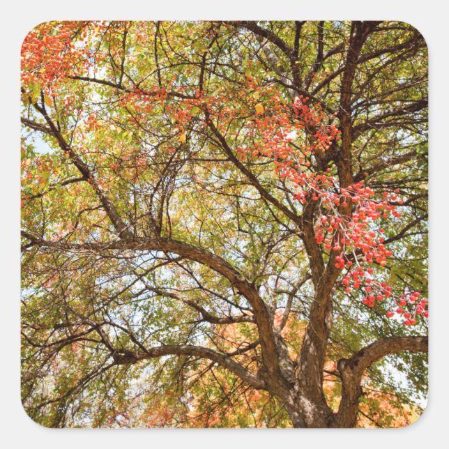 Adesivo Quadrado Vinhetas (Frente)