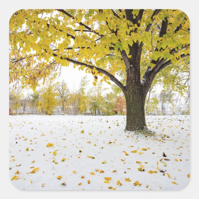 Adesivo Quadrado Vinhetas (Frente)