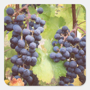 Adesivo Quadrado Vinhetas