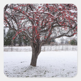 Adesivo Quadrado Vinhetas