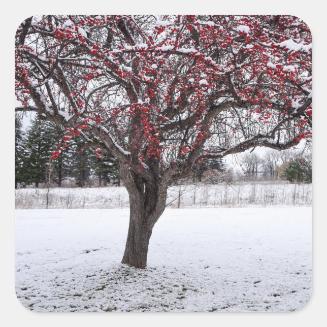 Adesivo Quadrado Vinhetas (Frente)