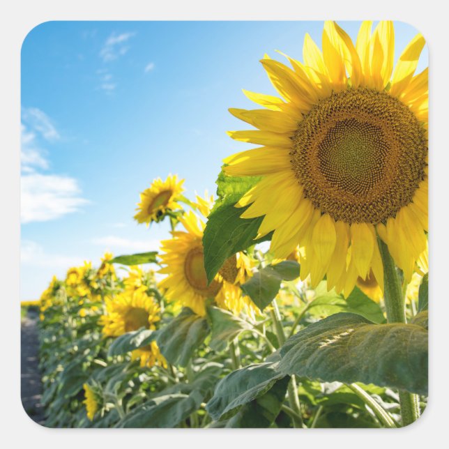 Adesivo Quadrado Vinhetas (Frente)