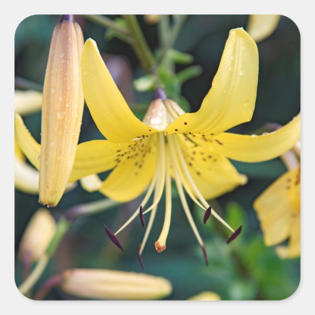 Adesivo Quadrado Vinhetas (Frente)