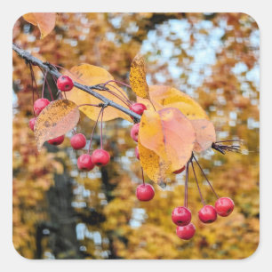 Adesivo Quadrado Vinhetas